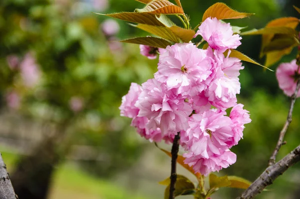 Güzel çiçek açan sakura çiçekler bahçesinde