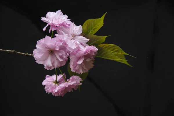Beautiful blooming sakura flowers in garden — Stock Photo, Image