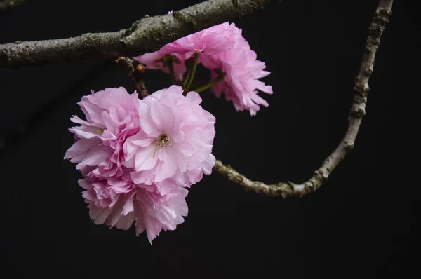 Beautiful blooming sakura flowers in garden — Stock Photo, Image