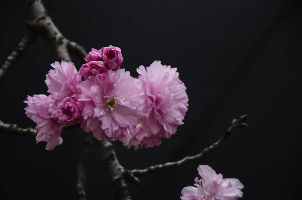 Όμορφα ανθισμένα λουλούδια sakura στον κήπο — Φωτογραφία Αρχείου
