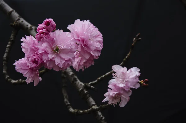Güzel çiçek açan sakura çiçekler bahçesinde