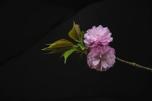 Hermosas flores de sakura en flor en el jardín —  Fotos de Stock