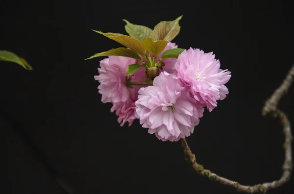 Hermosas flores de sakura en flor en el jardín —  Fotos de Stock