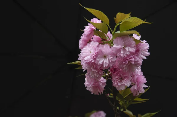 Beautiful blooming sakura flowers in garden — Stock Photo, Image