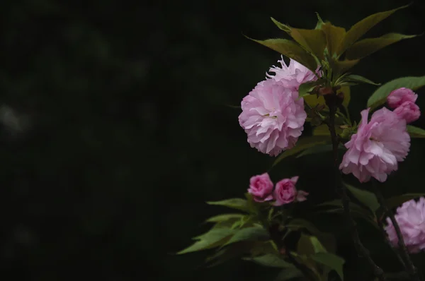 Güzel çiçek açan sakura çiçekler bahçesinde