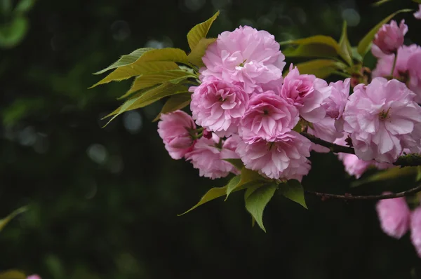 Güzel çiçek açan sakura çiçekler bahçesinde