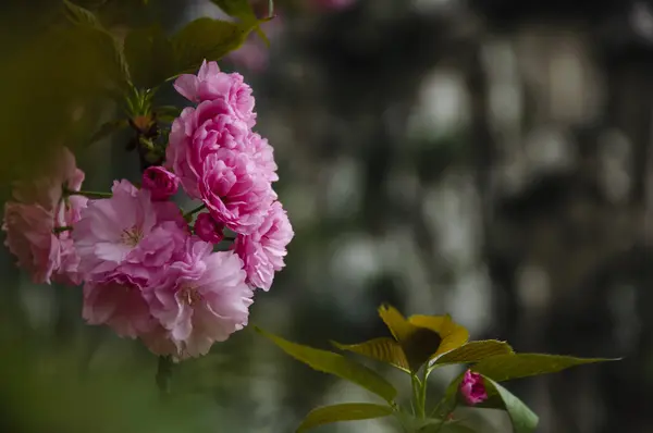 Hermosas flores de sakura en flor en el jardín — Foto de Stock