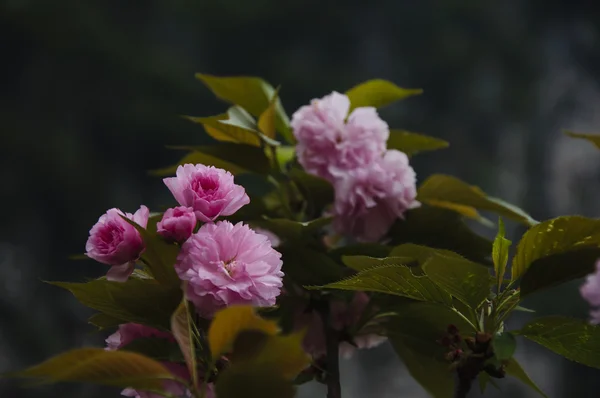 Güzel çiçek açan sakura çiçekler bahçesinde