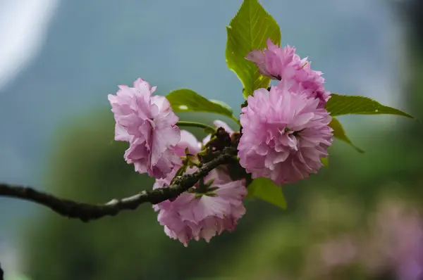 Beautiful blooming sakura flowers in garden — Stock Photo, Image