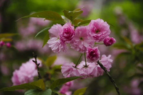 Belles fleurs de sakura en fleurs dans le jardin — Photo