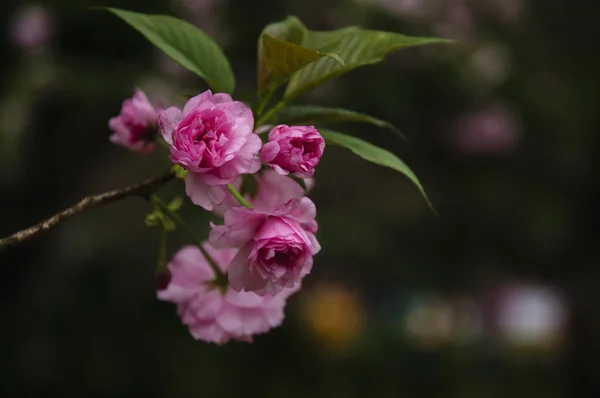 Krásné kvetoucí sakura květiny v zahradě — Stock fotografie