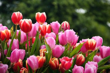 Çiçek açması Lale Çiçek bahçesinde