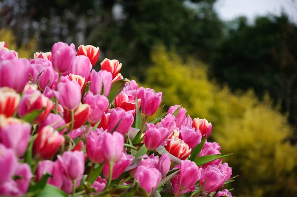 Цветущие цветы тюльпанов в саду — стоковое фото