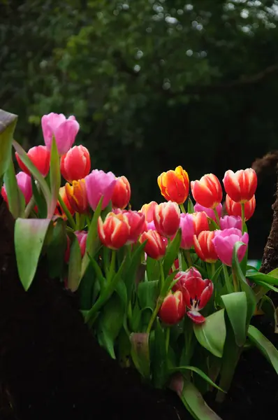 Blossoming tulip flowers in garden — Stock Photo, Image
