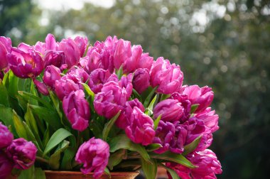 Çiçek açması Lale Çiçek bahçesinde