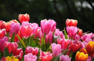 Çiçek açması Lale Çiçek bahçesinde