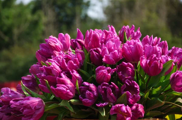 Цветущие цветы тюльпанов в саду — стоковое фото