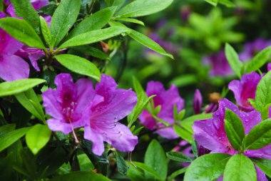 Çiçek açması açelya Çiçek bahçesinde