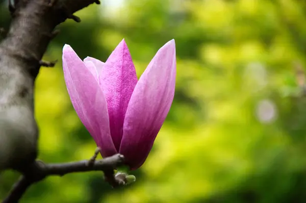 Mooie bloeiende magnolia bloem — Stockfoto