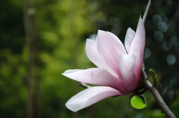 Mooie bloeiende magnolia bloem — Stockfoto