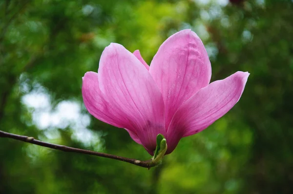 Mooie bloeiende magnolia bloem — Stockfoto