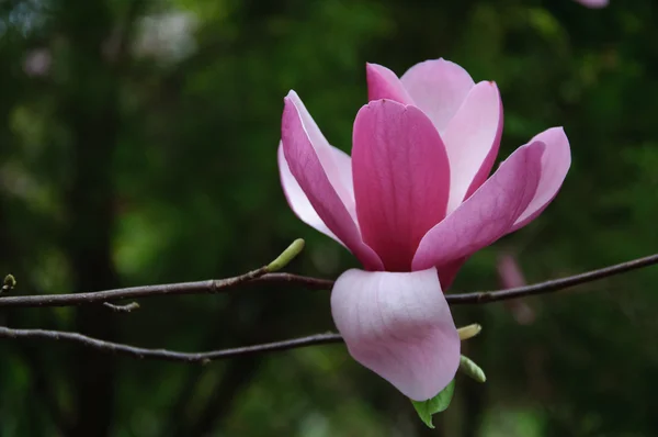 Schöne blühende Magnolienblüte — Stockfoto