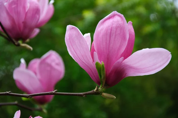 Belle fleur de magnolia en fleurs — Photo
