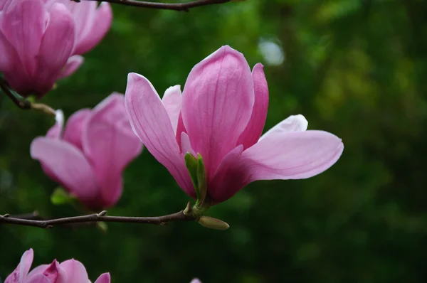 Beautiful blooming magnolia flower — Stock Photo, Image