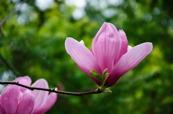 Bela flor de magnólia florescendo — Fotografia de Stock