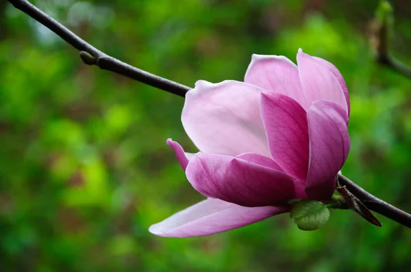 Mooie bloeiende magnolia bloem — Stockfoto