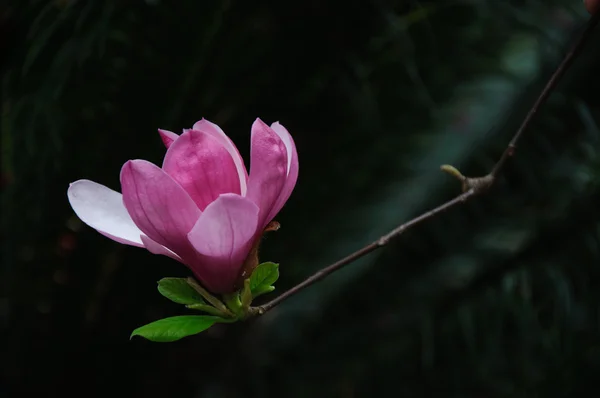 Beautiful blooming magnolia flower — Stock Photo, Image