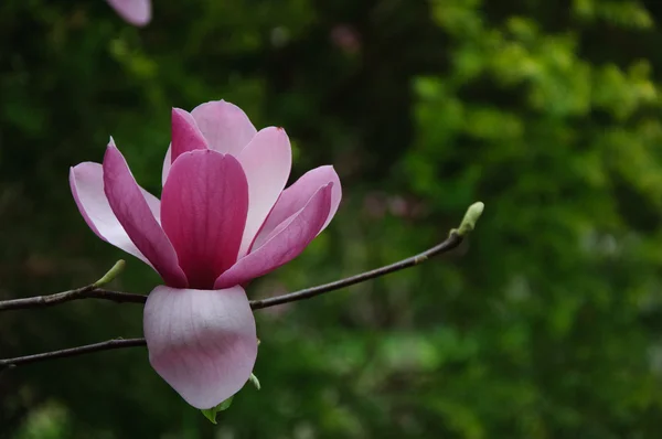 Piękny kwitnący kwiat magnolii — Zdjęcie stockowe