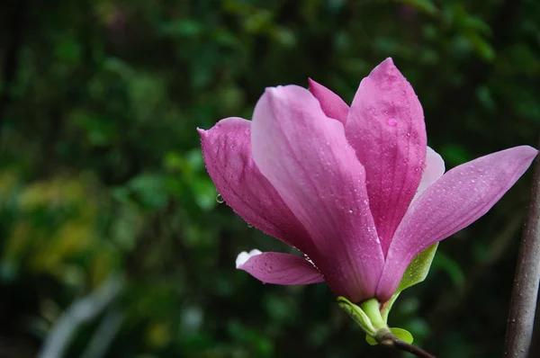 Красивый цветущий цветок магнолии — стоковое фото