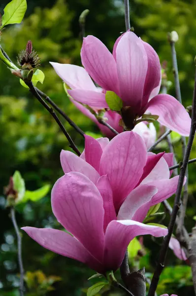 Beautiful blooming magnolia flower — Stock Photo, Image