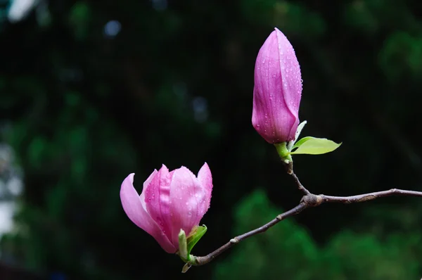 Mooie bloeiende magnolia bloem — Stockfoto