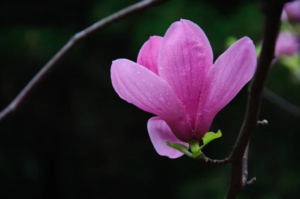 Beautiful blooming magnolia flower — Stock Photo, Image