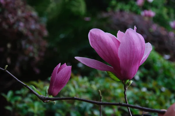 Mooie bloeiende magnolia bloem — Stockfoto