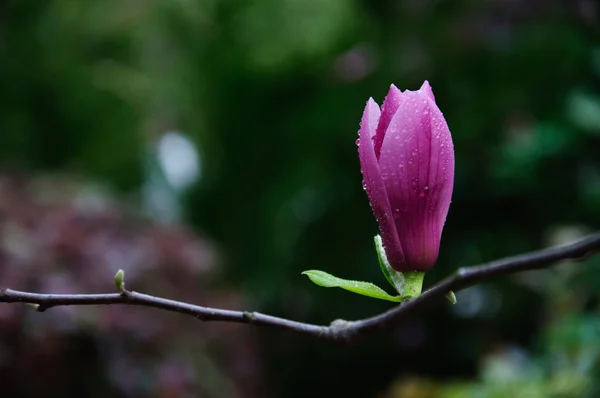 Magnolia indah mekar bunga — Stok Foto