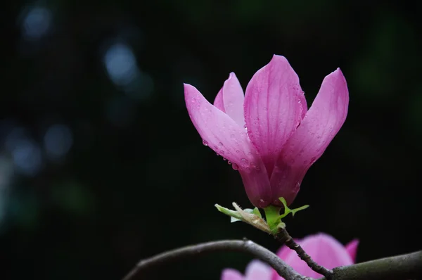 Beautiful blooming magnolia flower — Stock Photo, Image