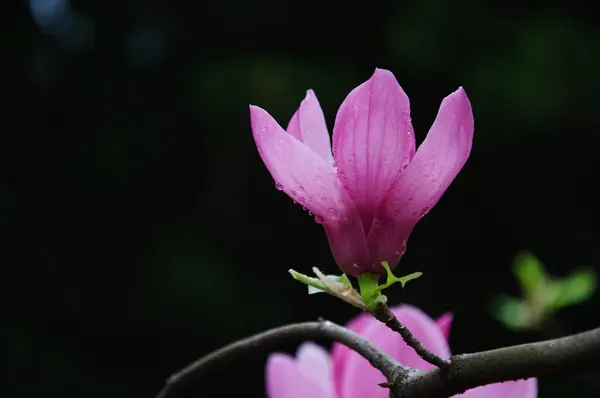 Mooie bloeiende magnolia bloem — Stockfoto