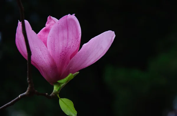 Szép virágzó magnólia virág — Stock Fotó