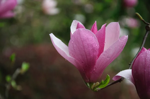 Mooie bloeiende magnolia bloem — Stockfoto