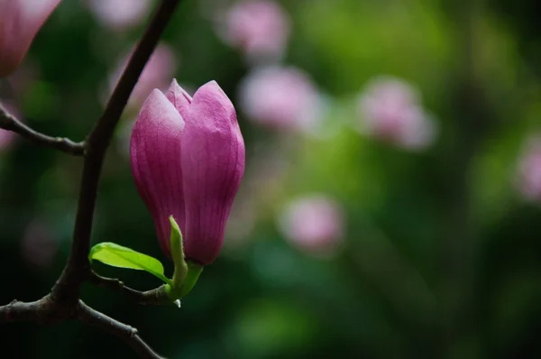 Mooie bloeiende magnolia bloem — Stockfoto