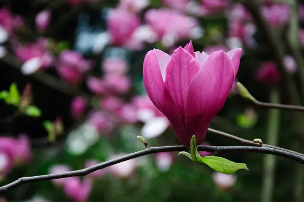 Mooie bloeiende magnolia bloem — Stockfoto