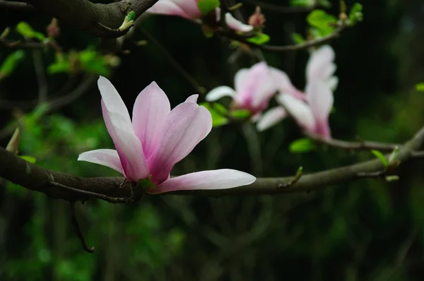 Piękny kwitnący kwiat magnolii — Zdjęcie stockowe