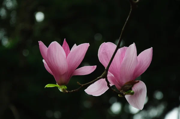 Mooie bloeiende magnolia bloem — Stockfoto