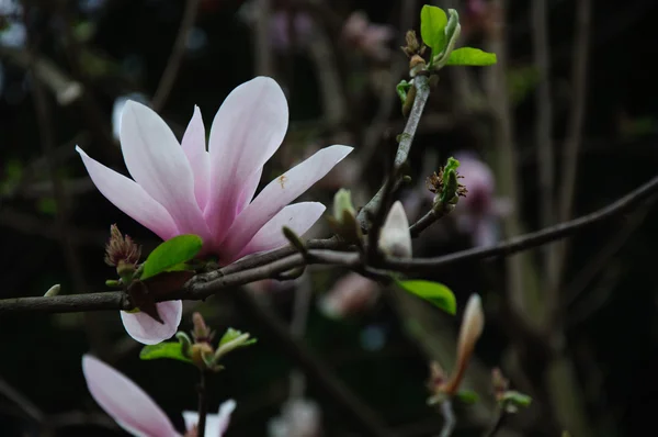 Piękny kwitnący kwiat magnolii — Zdjęcie stockowe