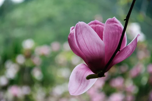 Piękny kwitnący kwiat magnolii — Zdjęcie stockowe