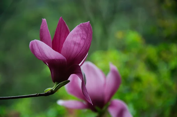 Mooie bloeiende magnolia bloem — Stockfoto