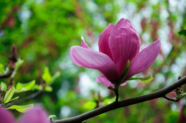 Mooie bloeiende magnolia bloem — Stockfoto